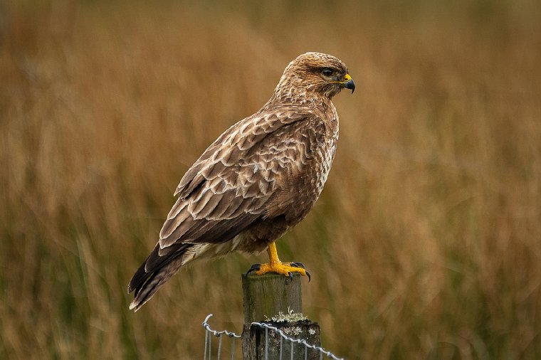 077 Isle of Skye, buizerd.jpg